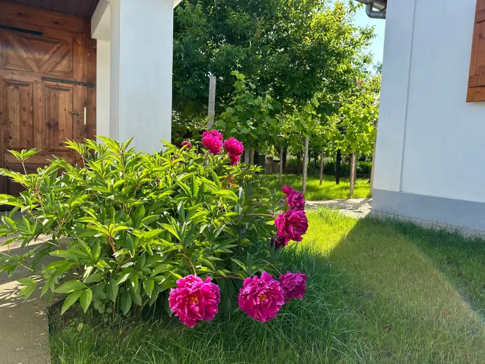 Pest megye - Vác